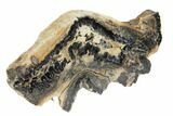 Mammoth Molar Slice With Case - South Carolina #99535-2